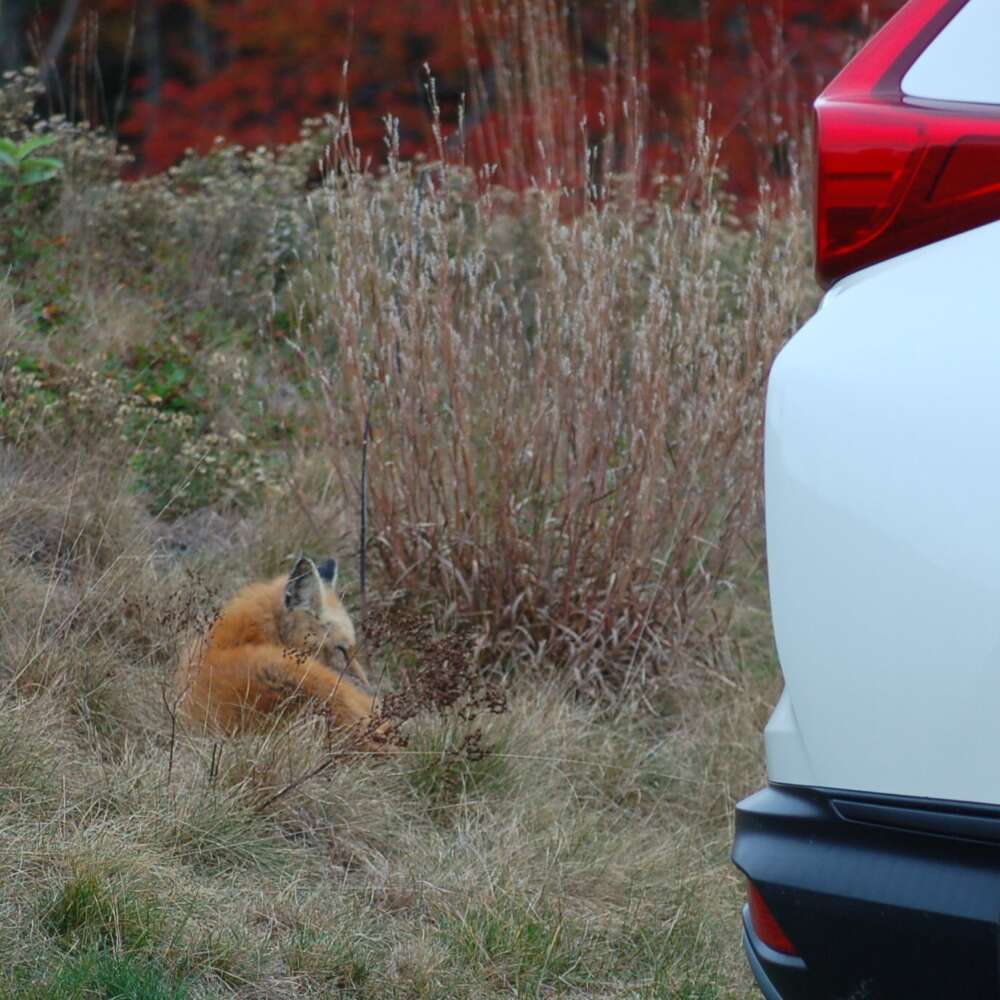 A red fox rests near a car in the reserve's parking lot. Photo: Scott Richardson