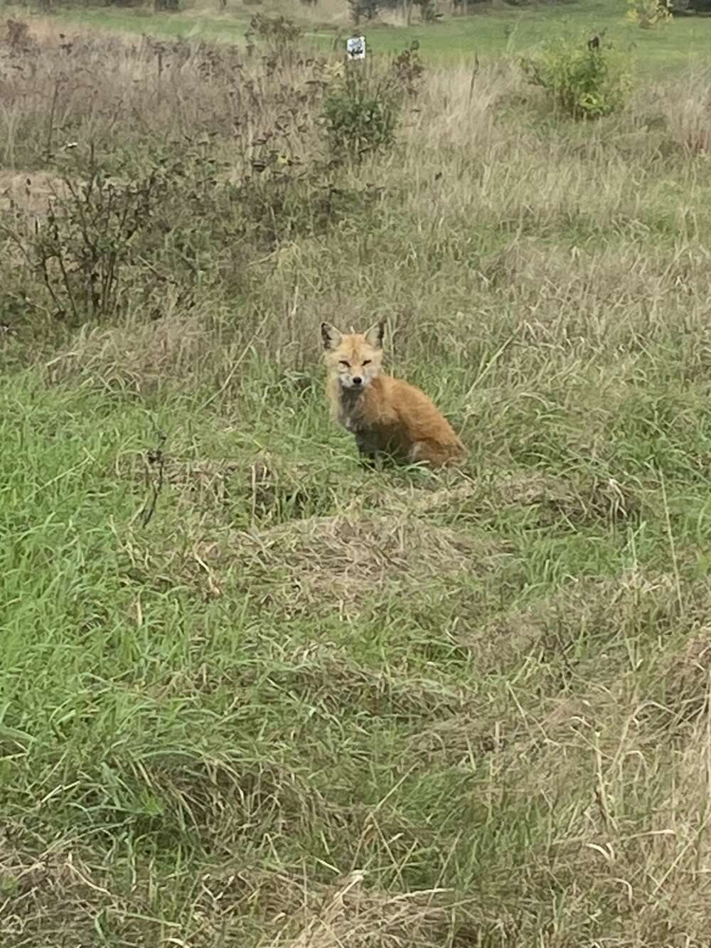 Red fox in field northwest of the Laudholm farmhouse. Photo: Linda Littlefield Grenfell.
