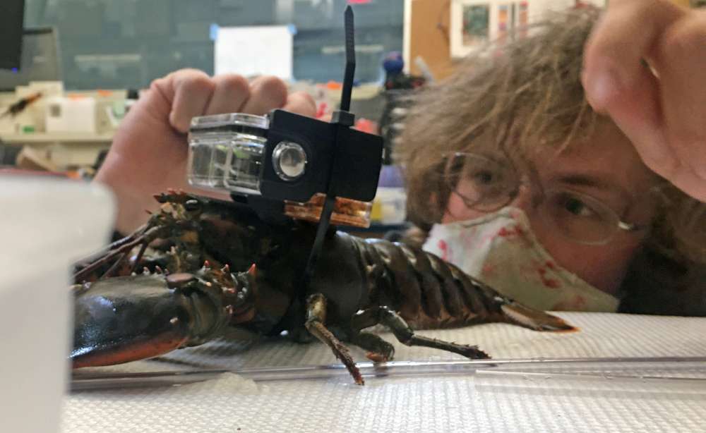 Dr. Ben Gutzler positions a tracker on the carapace of a lobster.