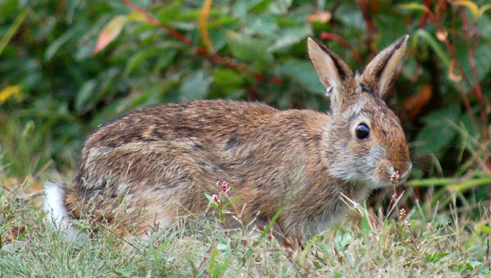 A New England cottontail rabbit pauses before disappearing into a thicket after it was released at the Wells Reserve at Laudholm on September 30, 2021, in an effort to bolster the local population of this state endangered species. Photo: Scott Richardson / Wells Reserve at Laudholm