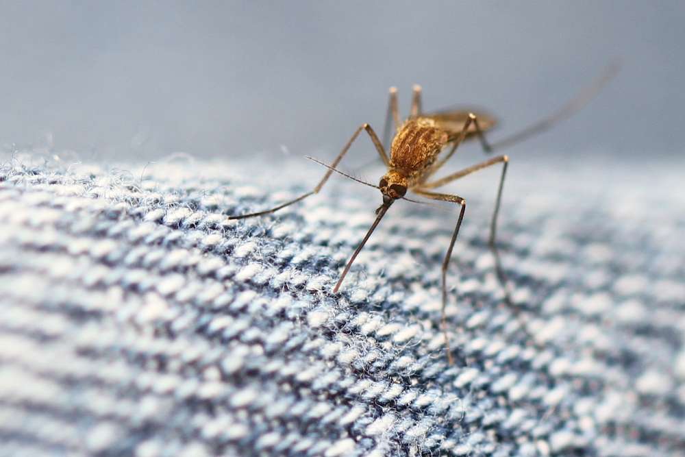 "Mosquito on my pants" by photochemPA via Wikimedia Commons.
