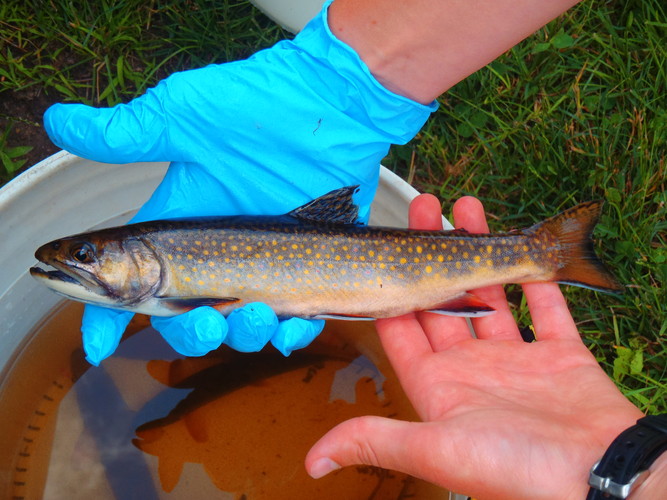 Brook Trout in the hand.