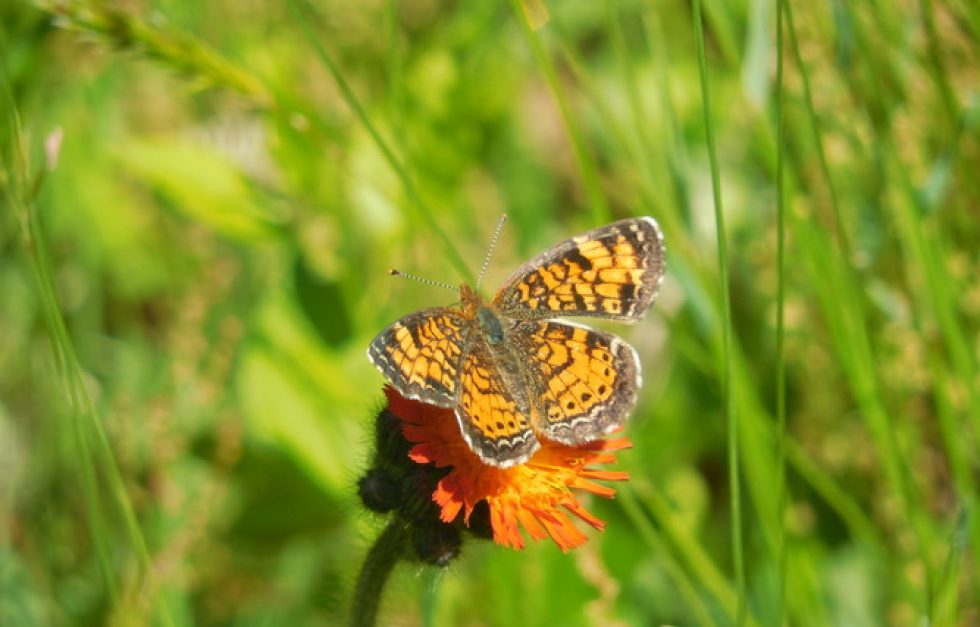 Hawkweed Butterfly