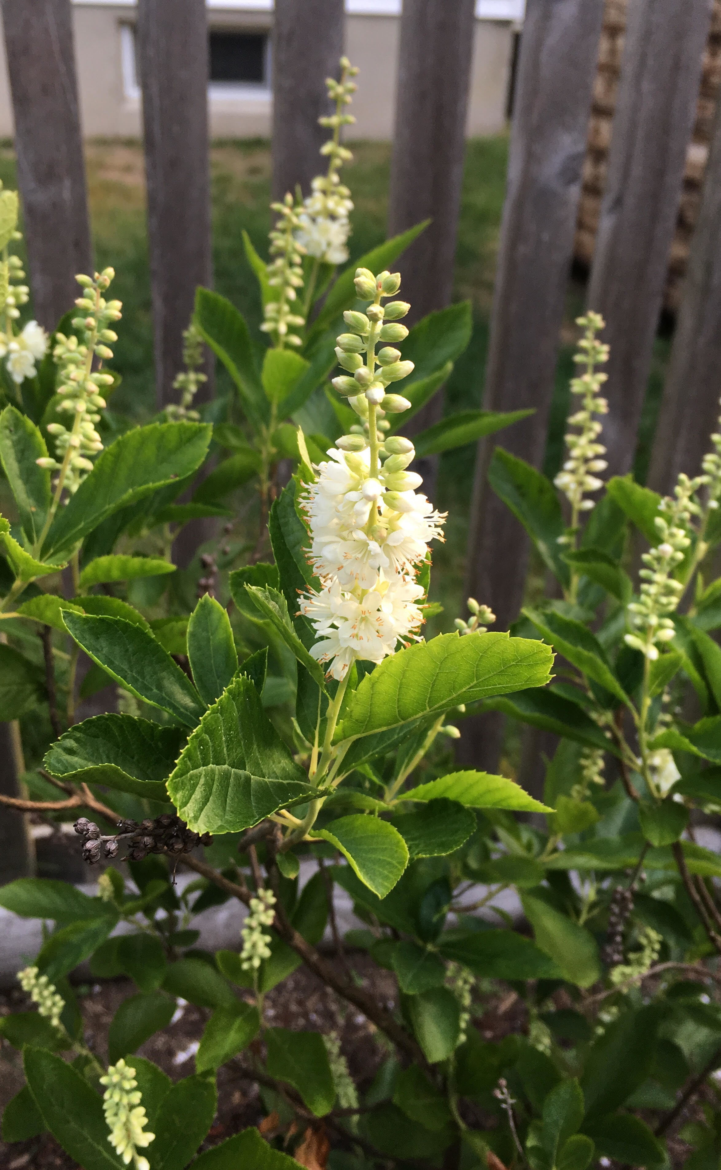 Clethra alnifolia blossom. Photo by Ginger Laurits.