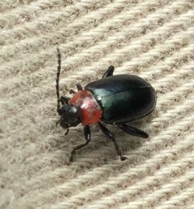 Spinach Flea Beetle