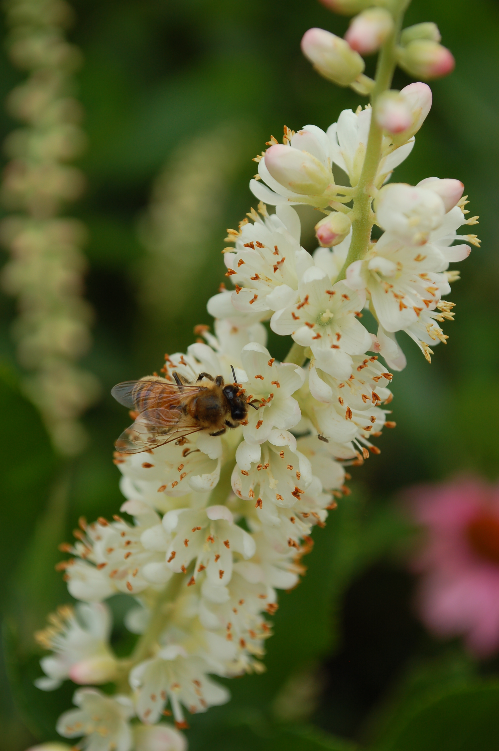 Honeybee on clethra blossom, Native Plant Border, August 15, 2017.