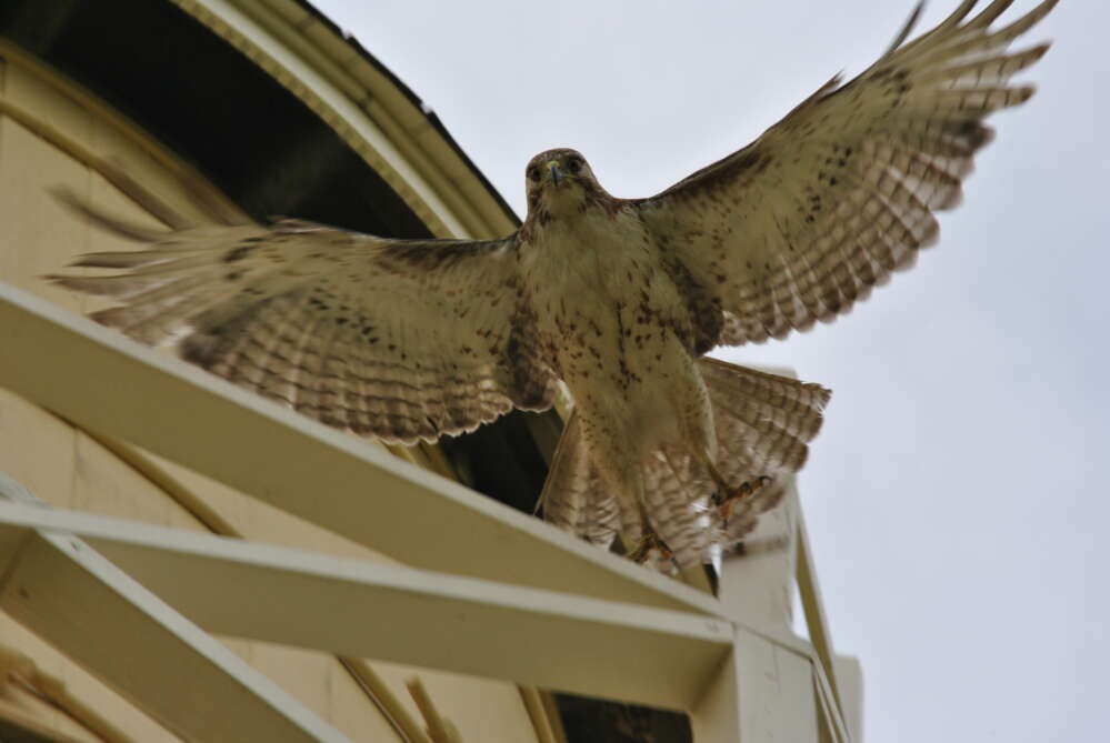 Hawk taking flight from water tower railing.