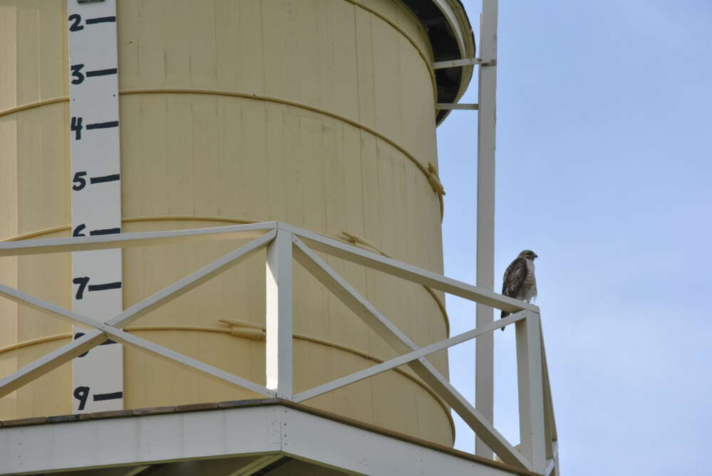 Favorite perch: The water tower provides a commanding 180-degree view. Photo: Nik Charov.
