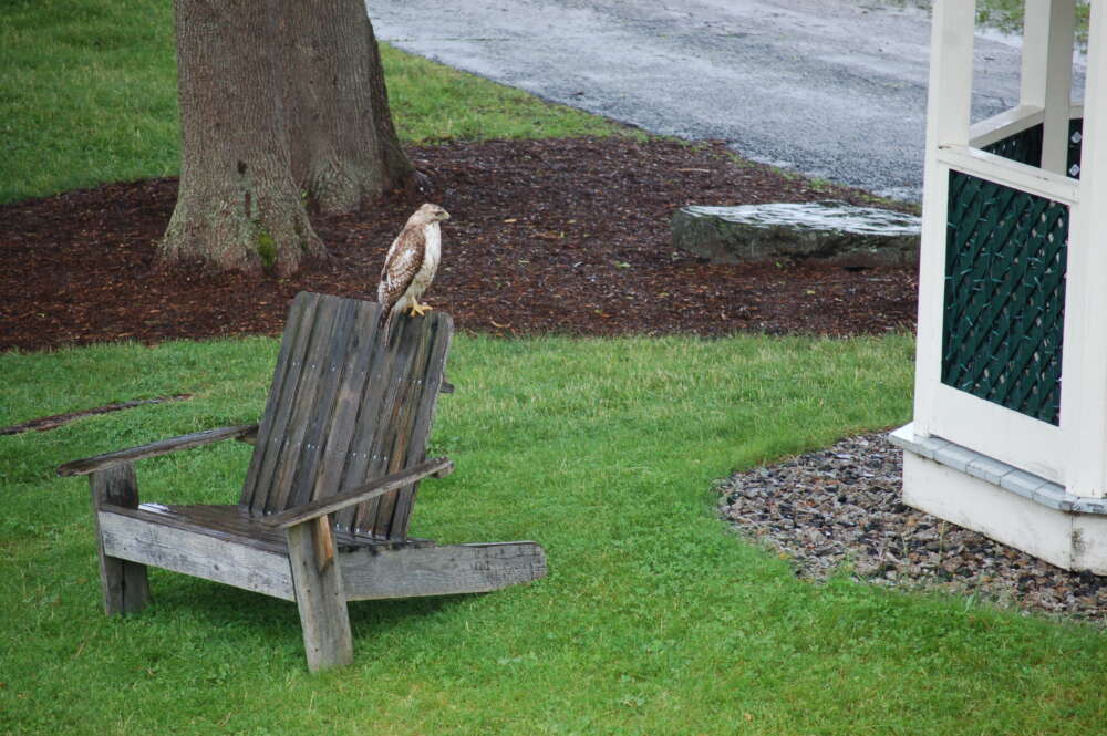 Any port in a storm? No pedestrians spooked the rain-soaked hawk during a downpour in early June. Photo: Scott Richardson.