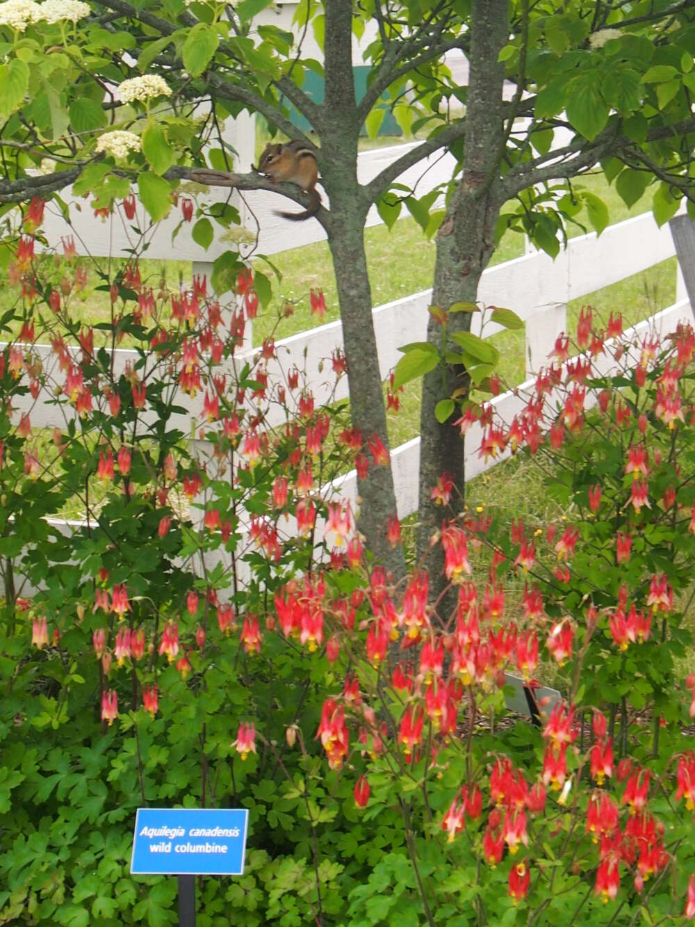 An eastern chipmunk sits above a stand of red columbine.