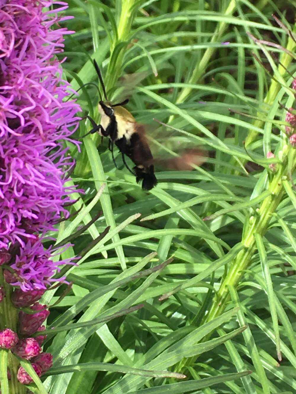 This snowberry clearwing was nectaring on northern blazing star in the Native Plant Border on July 25, 2018.