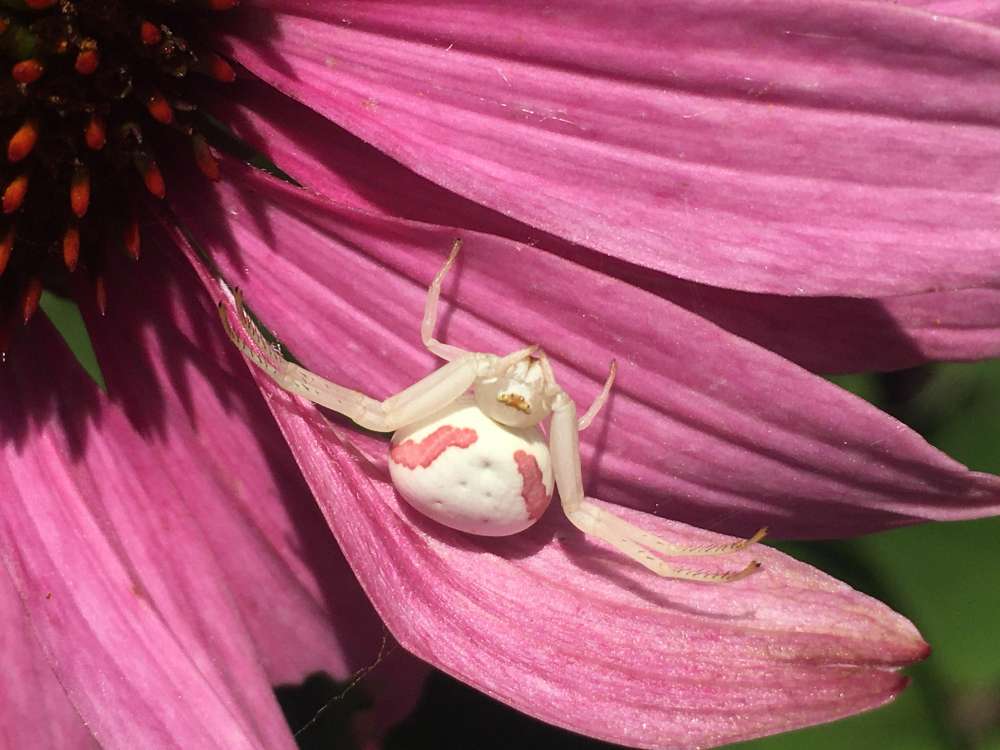 Crab spider in the Native Plant Border, Wells Reserve, July 2021