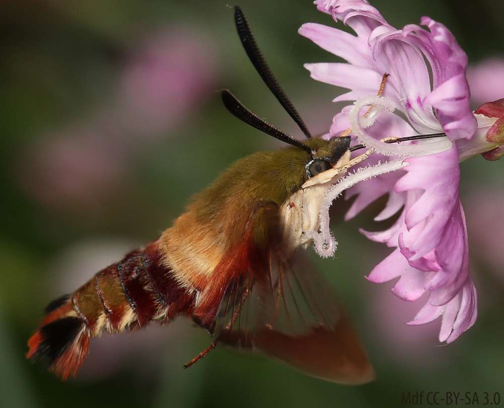 Hummingbird clearwing photo taken in Ontario in 2008 by Mdf. CC-BY-SA 3.0 via Wikimedia Commons.