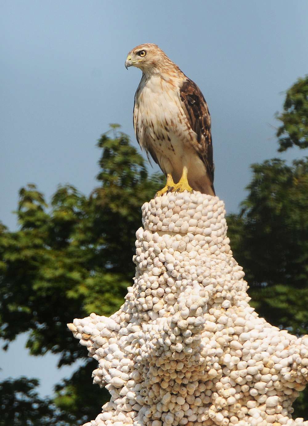 Red-tailed Hawk perched on sculpture in summer 2017.