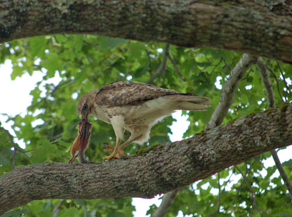 Success: Raptor eyesight is legendary. This hawk flew more than 500 feet in a few seconds to catch a chipmunk unawares.