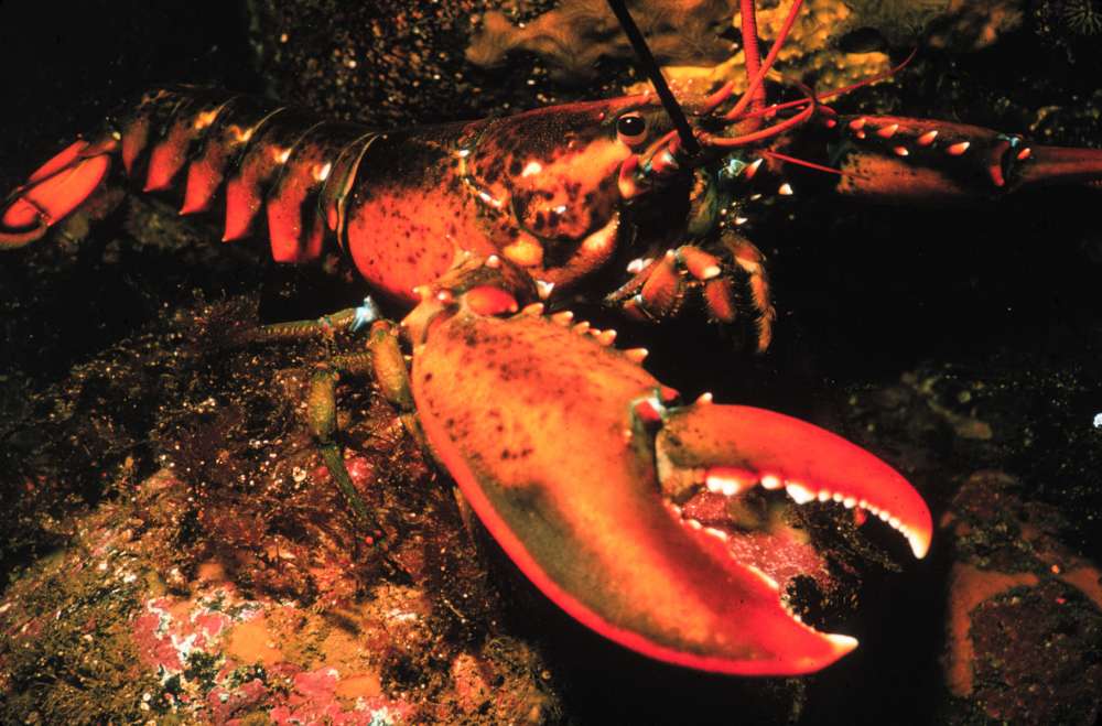 Photo of an American lobster by O.A.R.-N.U.R.P. at NOAA via wikimedia commons. CC-BY-2.0