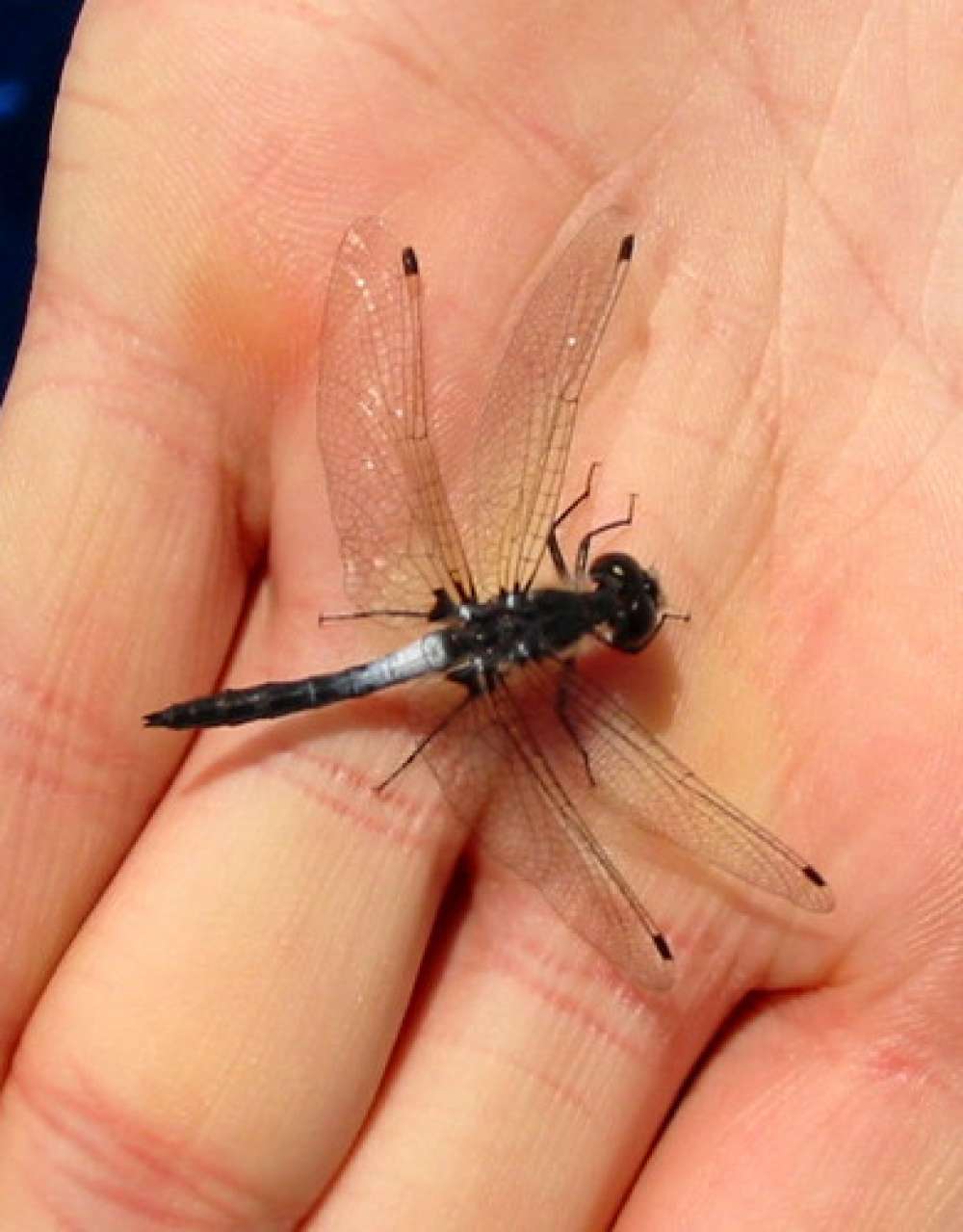 Dragonfly in the hand.