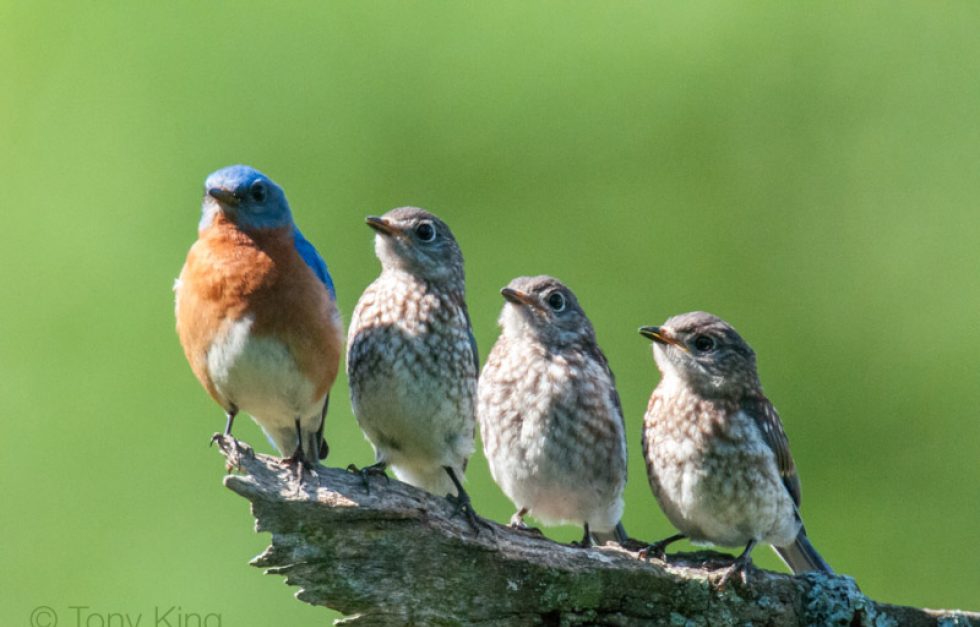 Bluebird Family