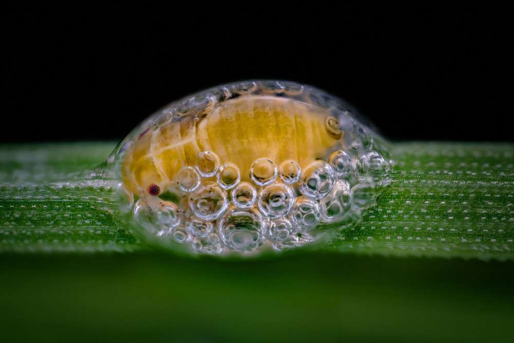 Spittlebug nymph in its bubble house, photographed by Saulius Gugis of Naperville, Illinois, winner of third place in the 2018 Nikon Small World photomicrography competition.