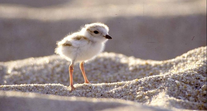 Piping plover chick photo. © National Park Service