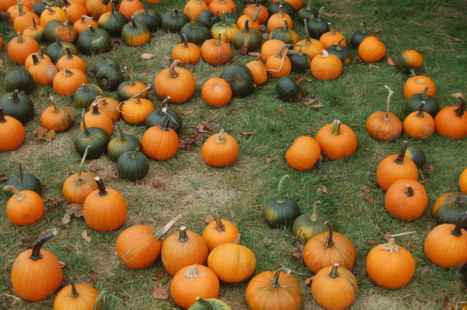 Plentiful Pumpkins