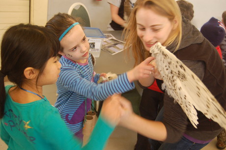 Kate displays a snowy owl wing