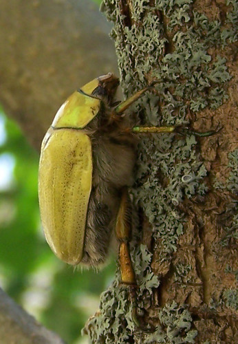 Goldsmith Beetle, copyright Brandon Woo
