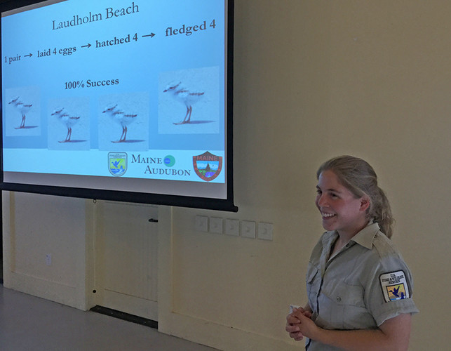 A slide showing that Laudholm Beach had one piping plover nest in 2015 and 4 chicks fledged. Pictured is Katrina Papanastassiou.