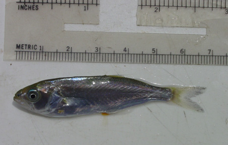 Juvenile bluefish