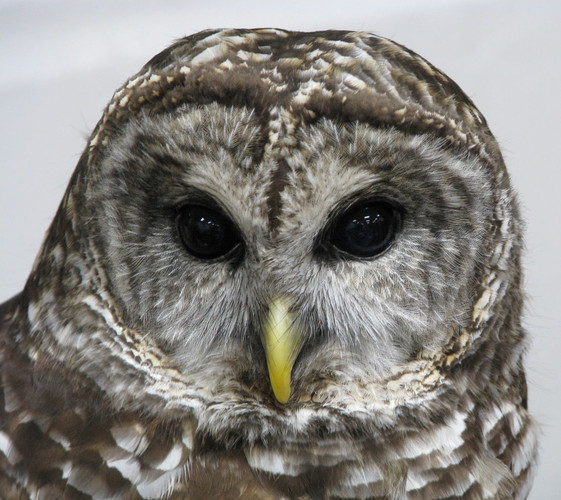 Barred Owl face
