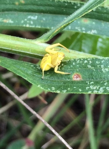 Crab spider on goldenrod. Photo by Ginger Laurits.