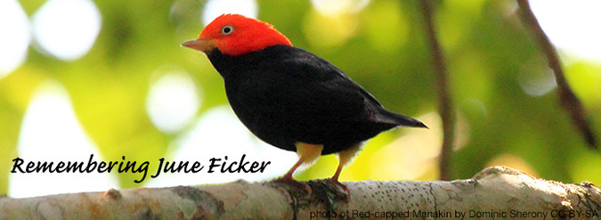 Photo of red-capped manakin by Dominic Sherony. CC BY-SA 2.0. Text overlay 'Remembering June Ficker