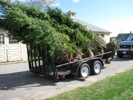 Balled trees on the trailer they arrived on