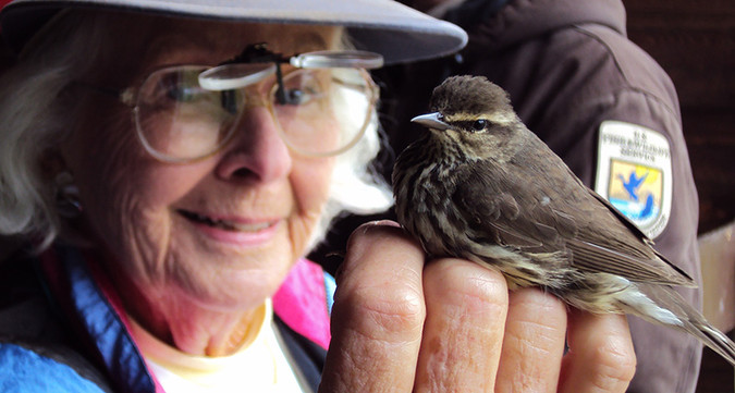Master bird bander June Ficker holds a northern waterthrush during a demonstration at the Wells Reserve at Laudholm.