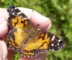 Painted Lady in the hand
