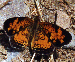Pearl Crescent on the ground