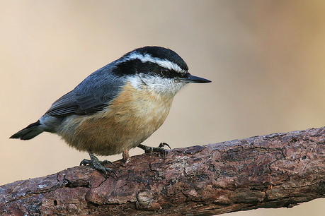 Red-breasted Nuthatch photo by Wolfgang Wander from Wikimedia Commons