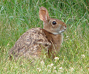 New England Cottontail in Cape Elizabeth in 2010. Photo by USFWS.