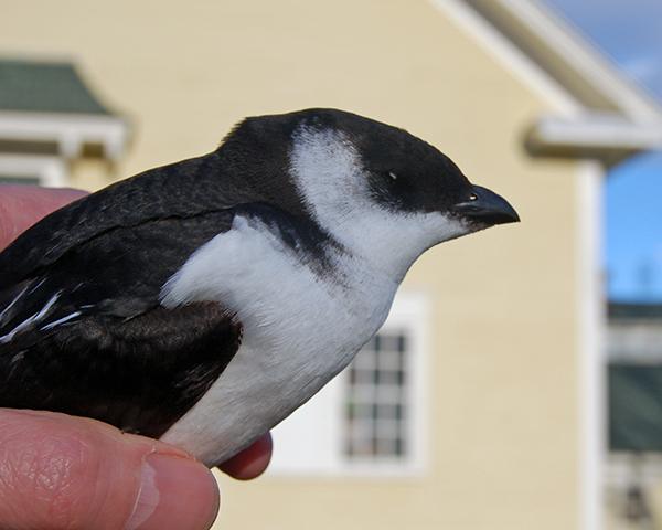 Dead dovekie in the hand, held in front of Laudholm barn, January 11, 2016