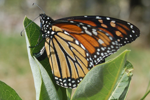 Monarch on milkweed leaves