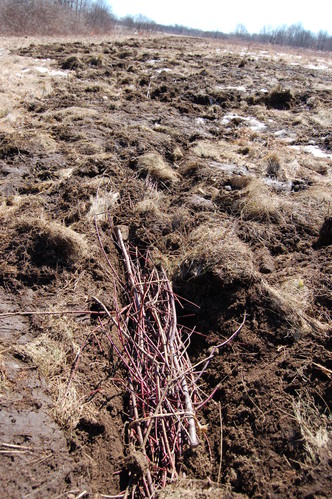 Dogwood wattle in planting trough near Muskie Trail
