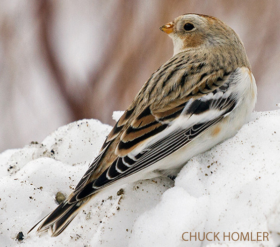 Snow Bunting on Mount Agamenticus. By Charles J Homler (Own work) [CC BY-SA 3.0 (http://creativecommons.org/licenses/by-sa/3.0)], via Wikimedia Commons