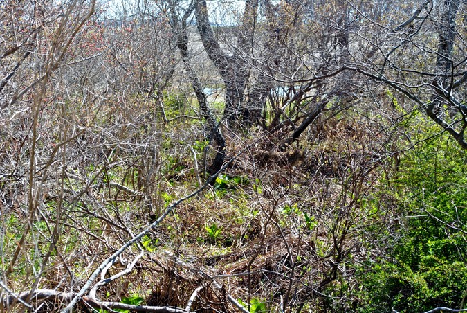 Woodland tangle. Can you pick out the coyote?