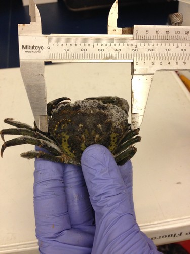 Measuring a green crab
