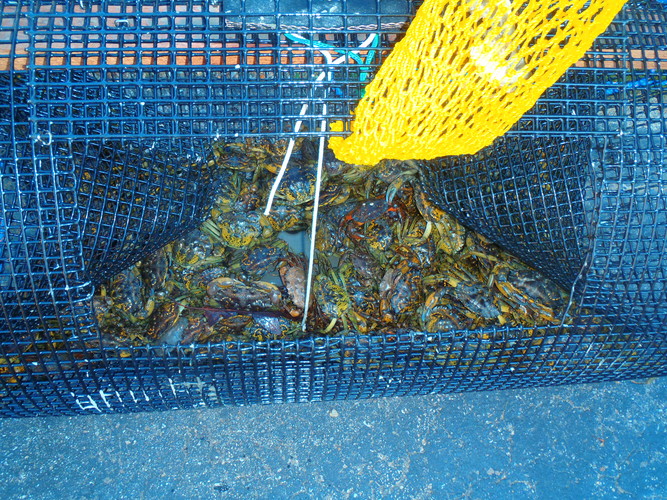 how to catch green crabs