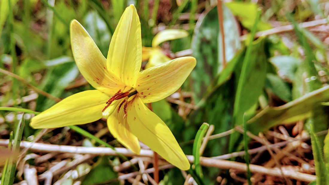 May Trout Lily