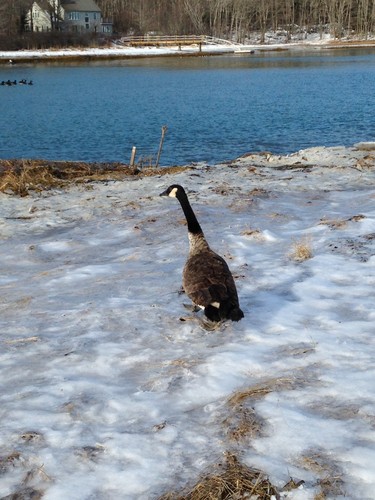 Goose walking to marsh
