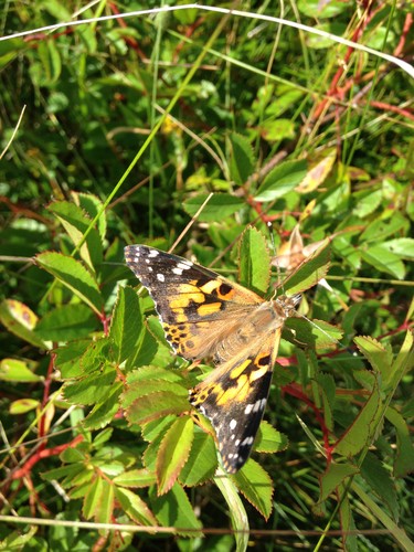 Painted Lady Butterfly (Vanessa cardui)
