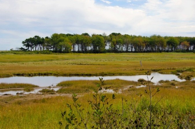 salt marsh from lookout
