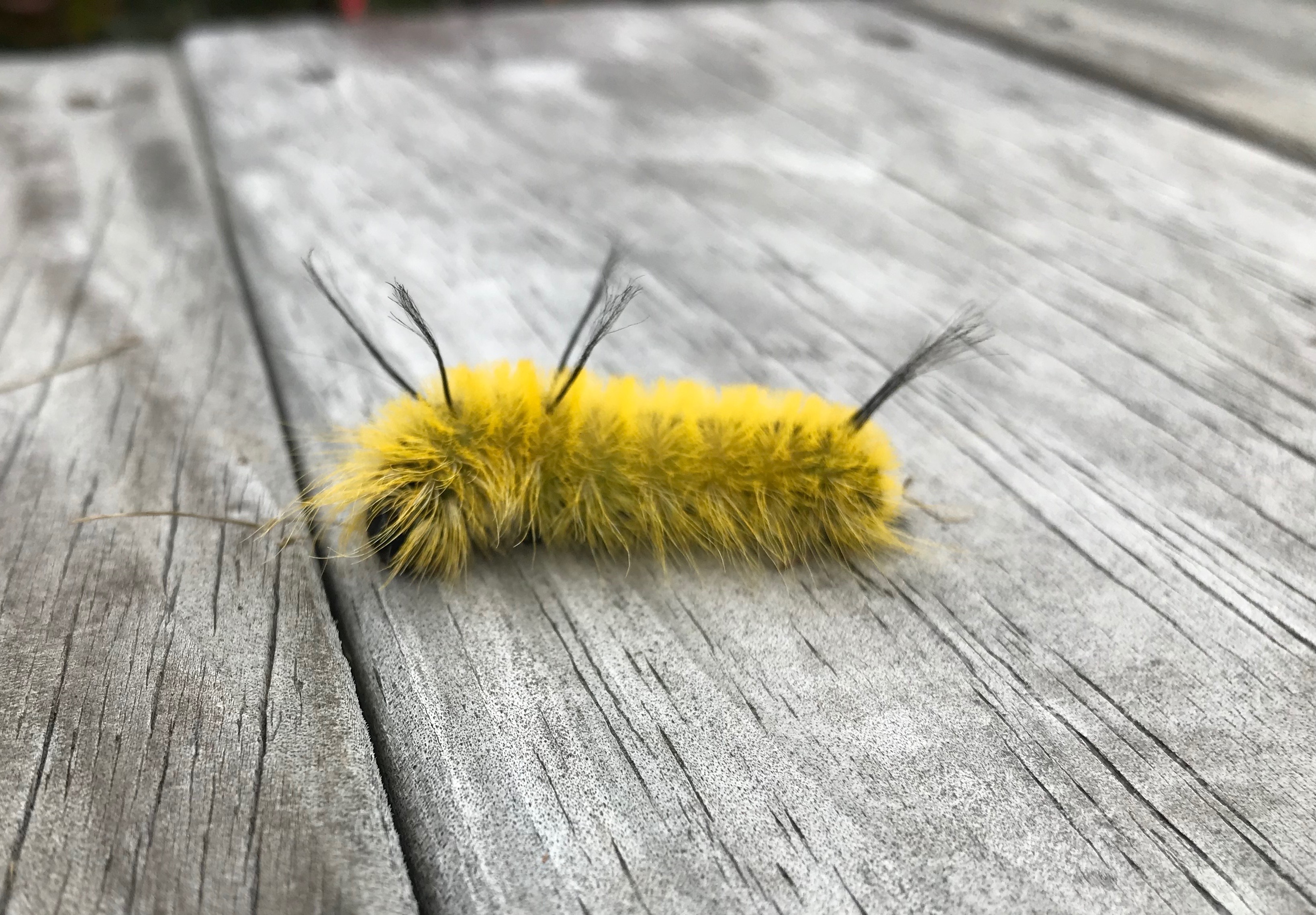 An American Dagger Moth Caterpillar brightens up the boardwalk. Photo by Lynne Vachon